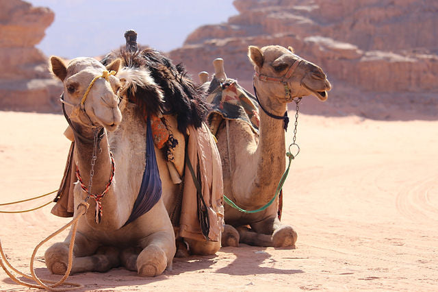 Camel Ride – 2 Hours