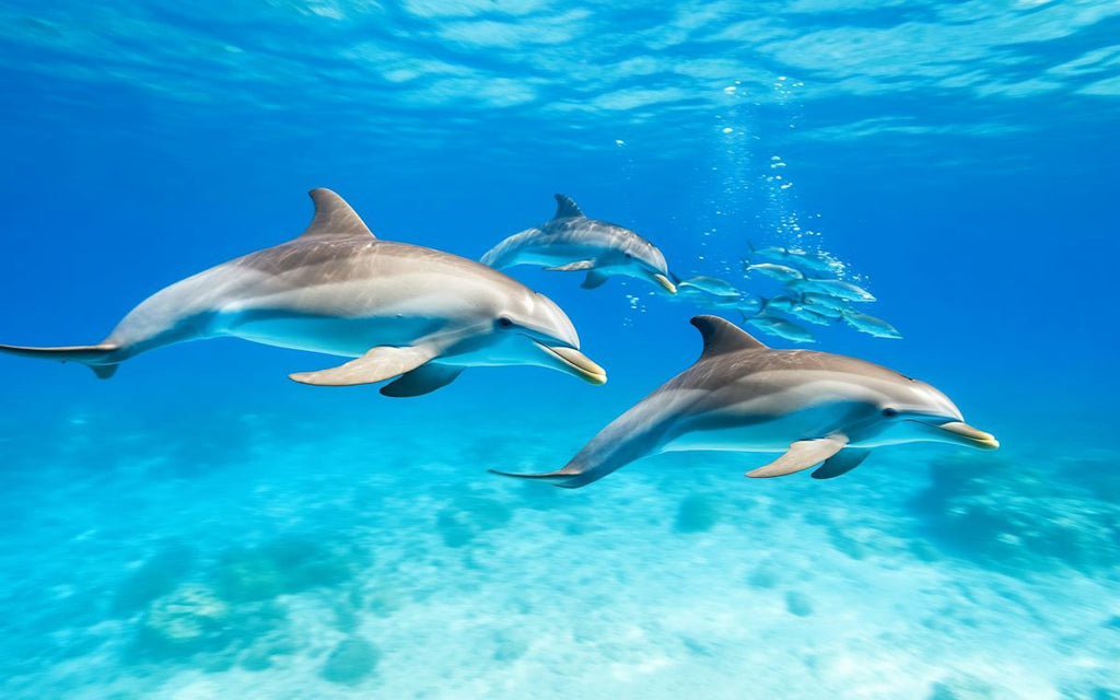 Dolphin House Experience