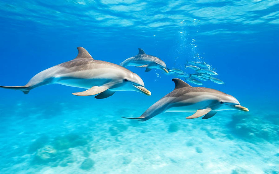 Dolphin House Experience
