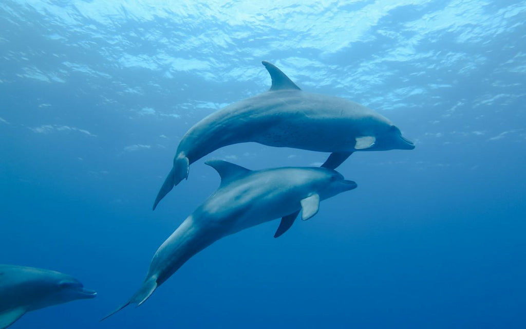 Dolphin House Experience