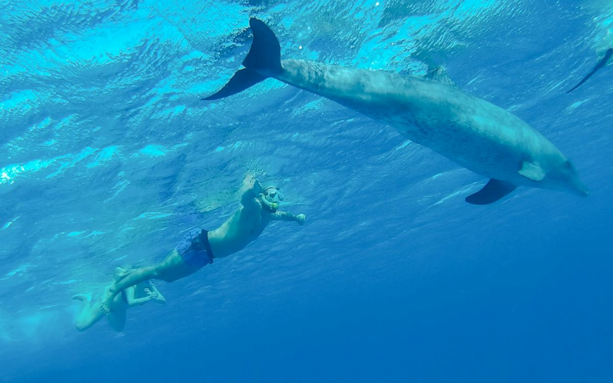 Dolphin House Experience