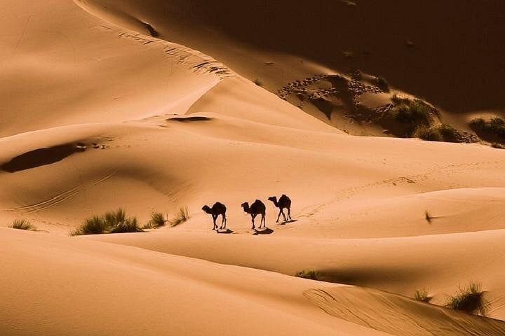 Bedouin Evening Experience