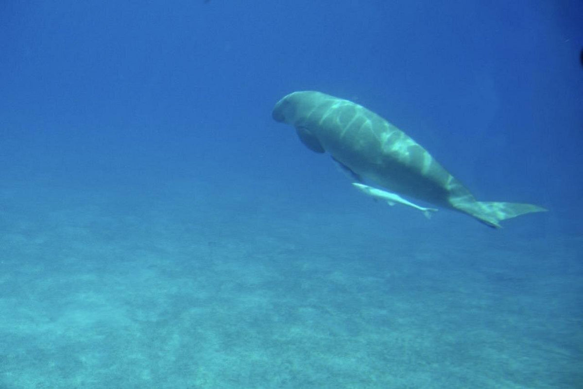 Sea Scope Submarine – Panorama Coral Reef Viewing & Snorkeling