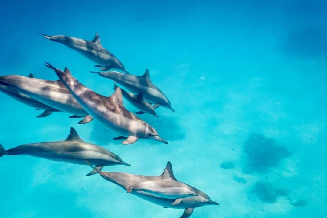 Dolphina Park Experience