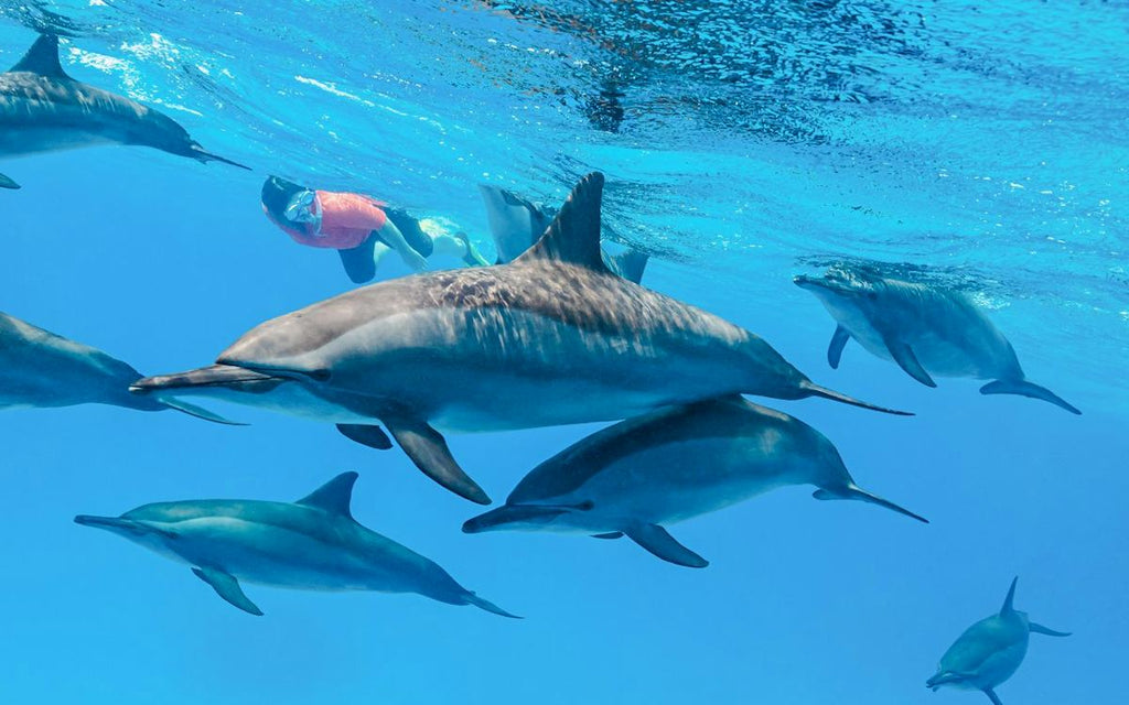 Dolphin House Experience
