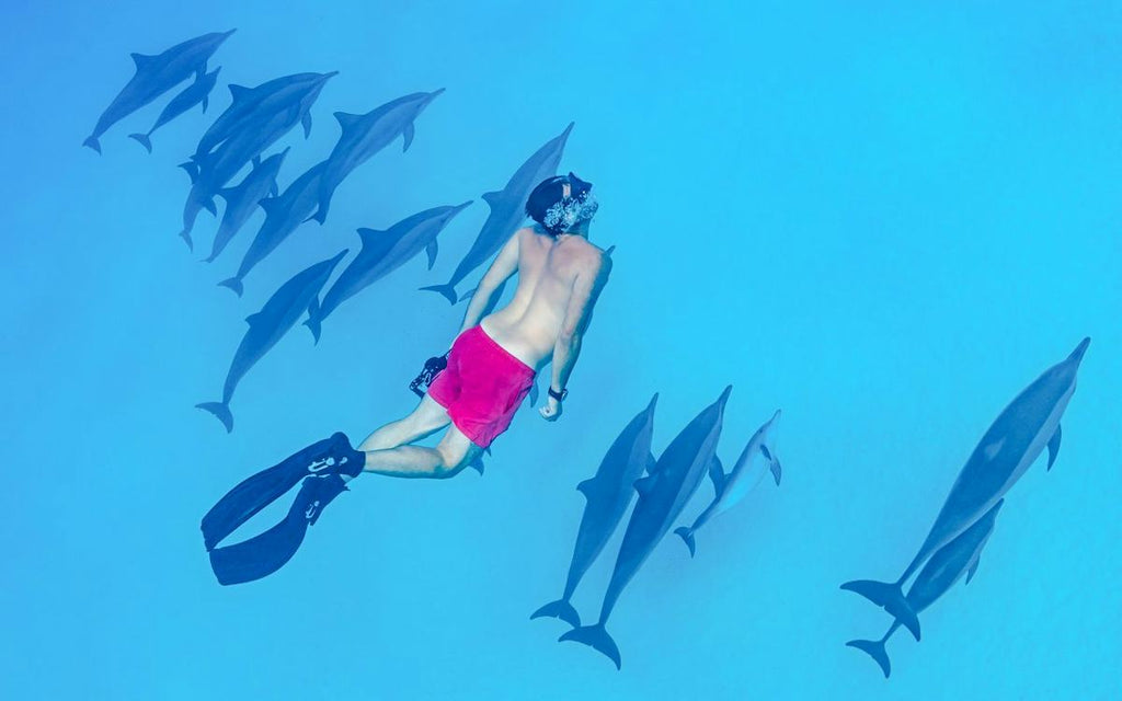 Dolphin House Experience